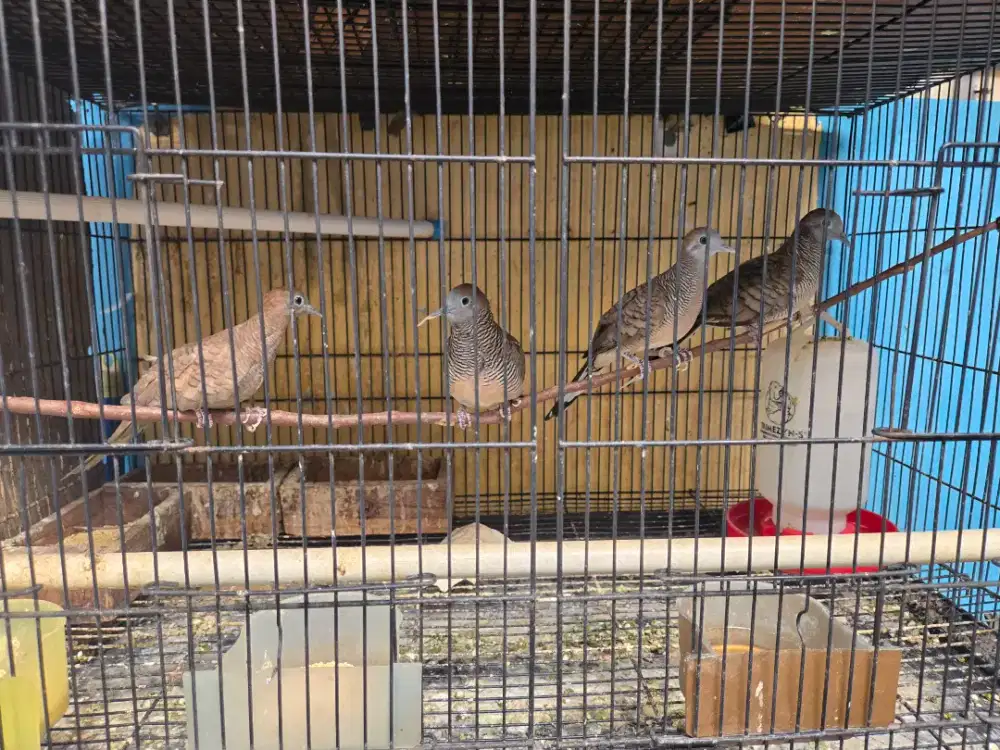 Perkutut lokal dan katurangan