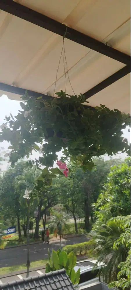 DIJUAL! TANAMAN HIAS YAELAHHH DAH