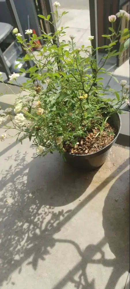 DIJUAL! TANAMAN HIAS SET DAHH LU DUL