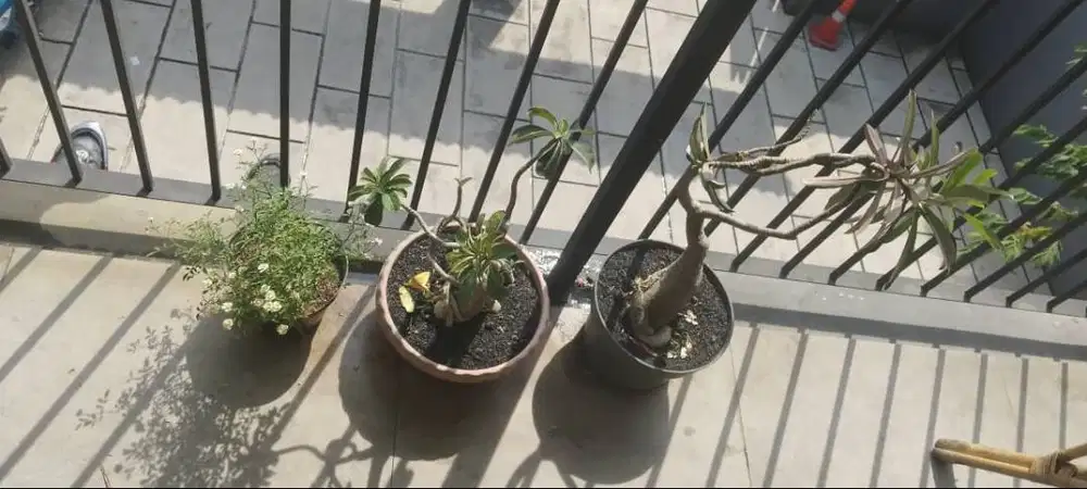 DIJUAL! TANAMAN HIAS YELAHH LU MAH