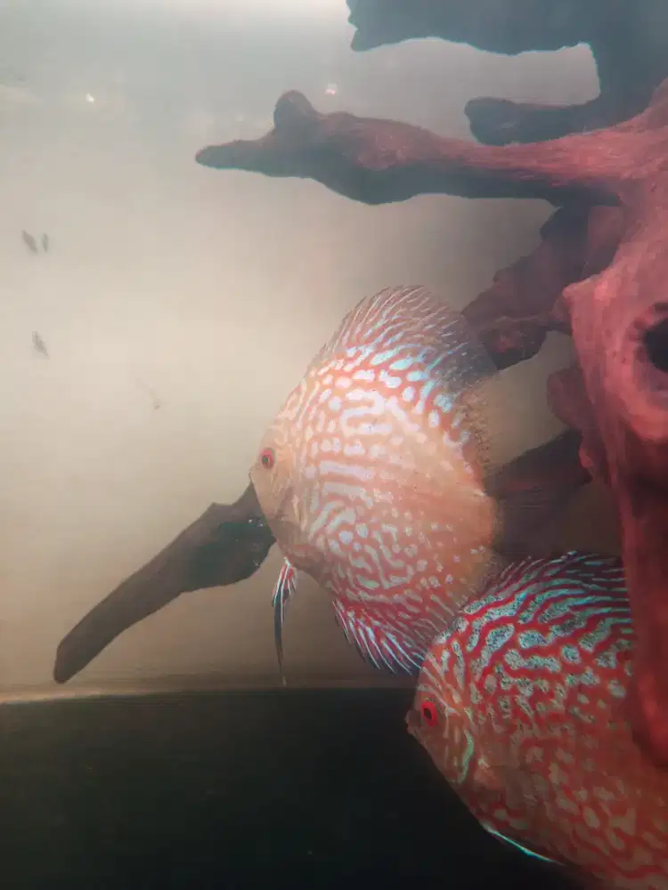 Discus tok cer pasangan muda