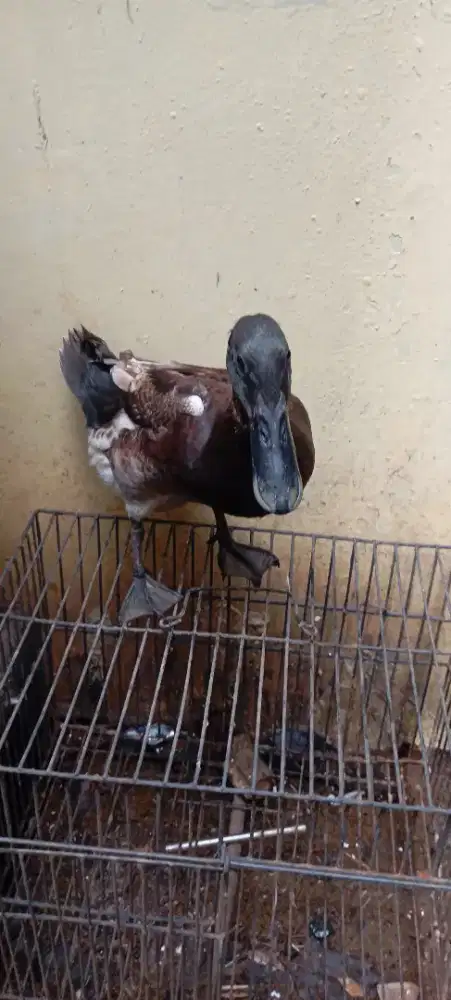 Bebek jantan usia 5 bulan