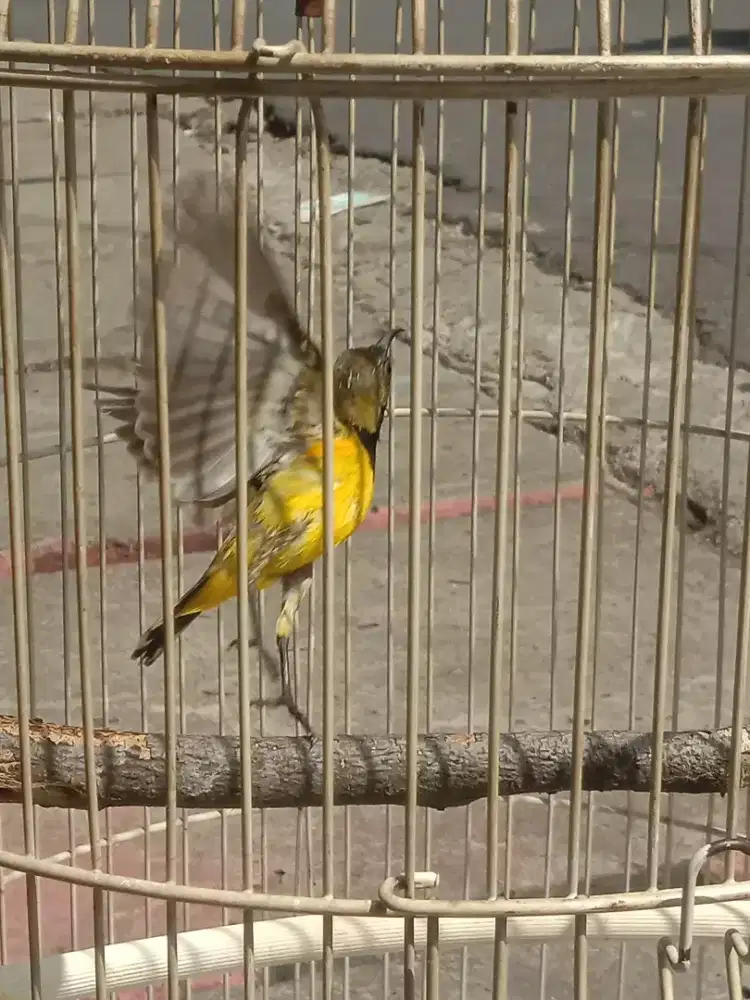 Burung Kolibri jantan rajin bunyi