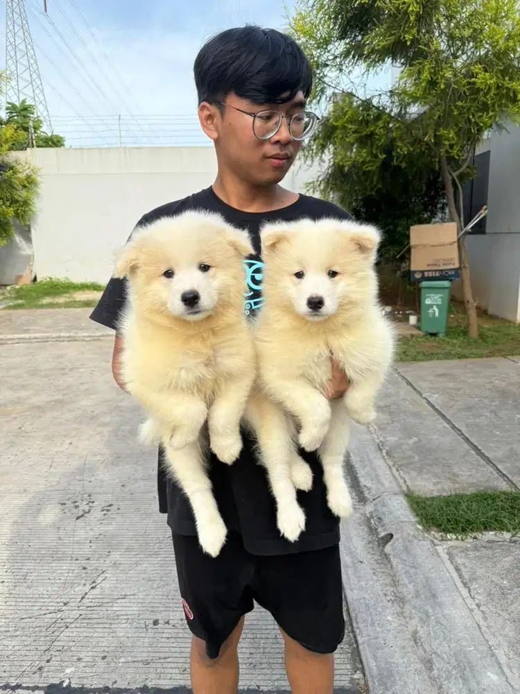 Samoyed Puppies Cakep