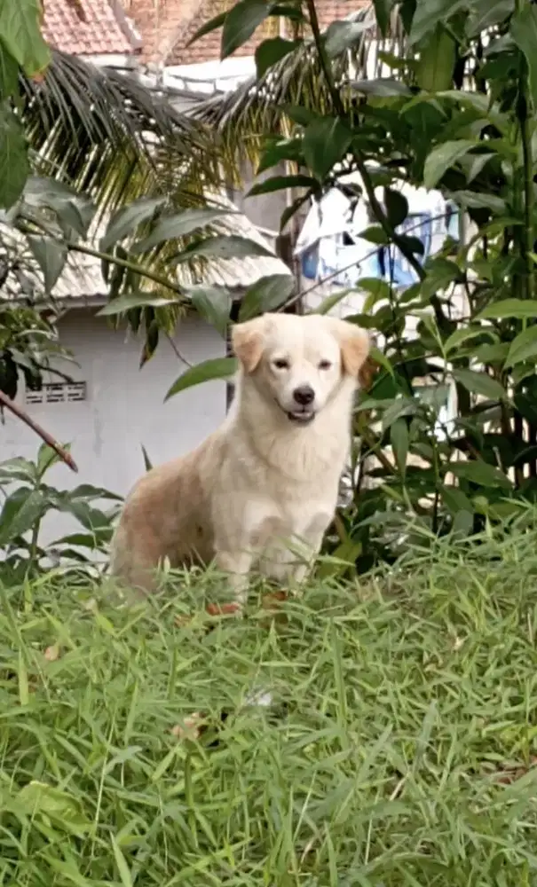 Adopsi Anjing lucu manja