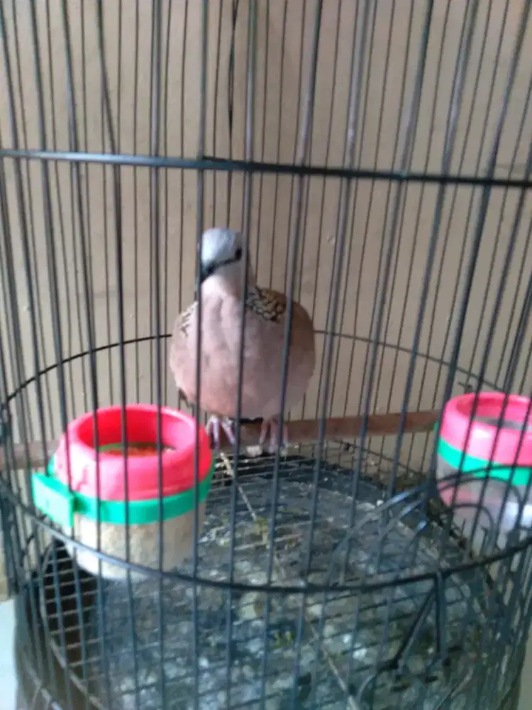 Burung tekukur jantan