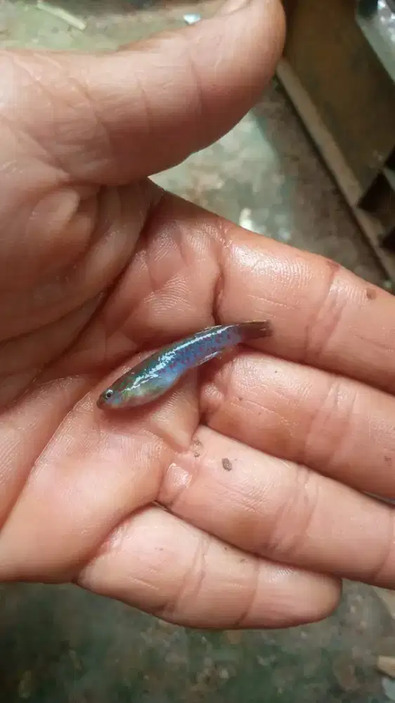 jual ikan hias ikan hias gadnery