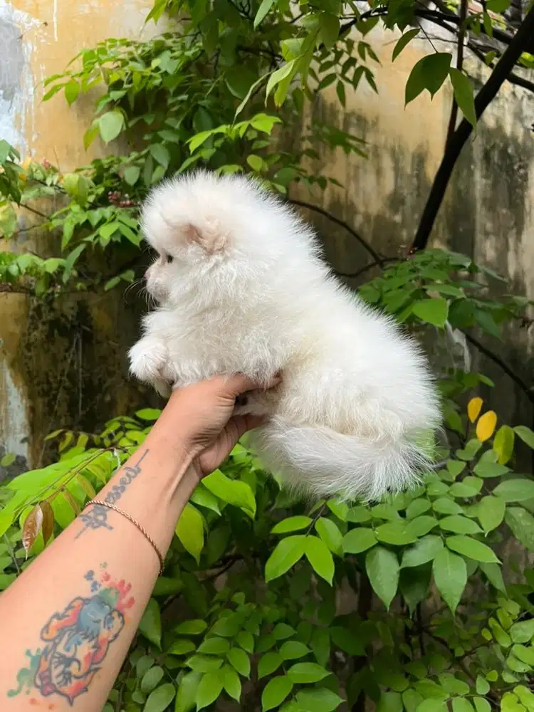 Minipom betina stb vaksin