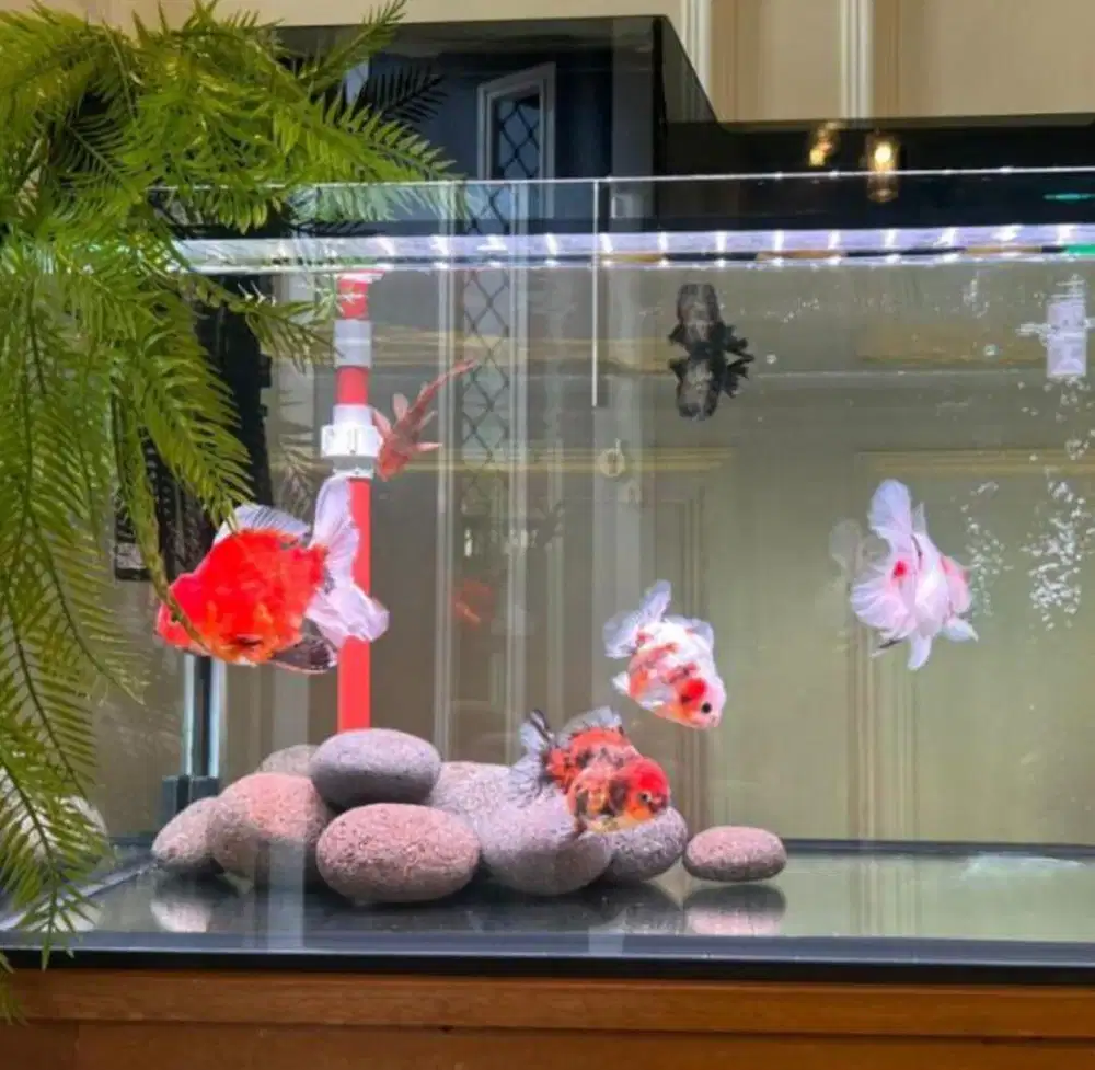 akuarium ikan plus meja tebal 6mm