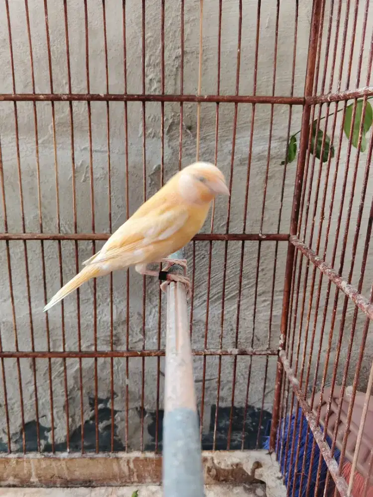 Faud Kanari jantan garansi