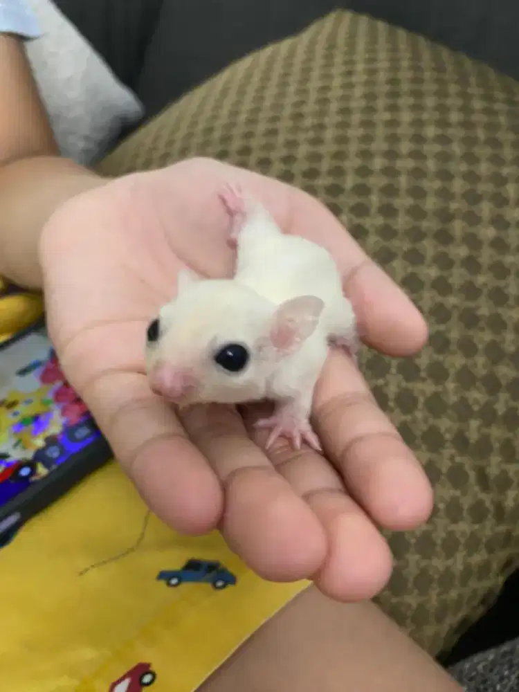 SALE SUGAR GLIDER MURAH LEU