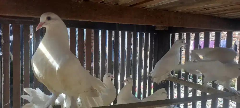 Burung merpati kipas