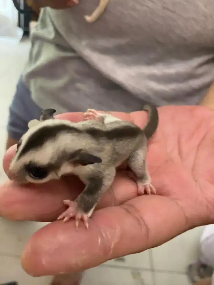 DIJUAL MURAH SUGAR GLIDER WHITE FACE