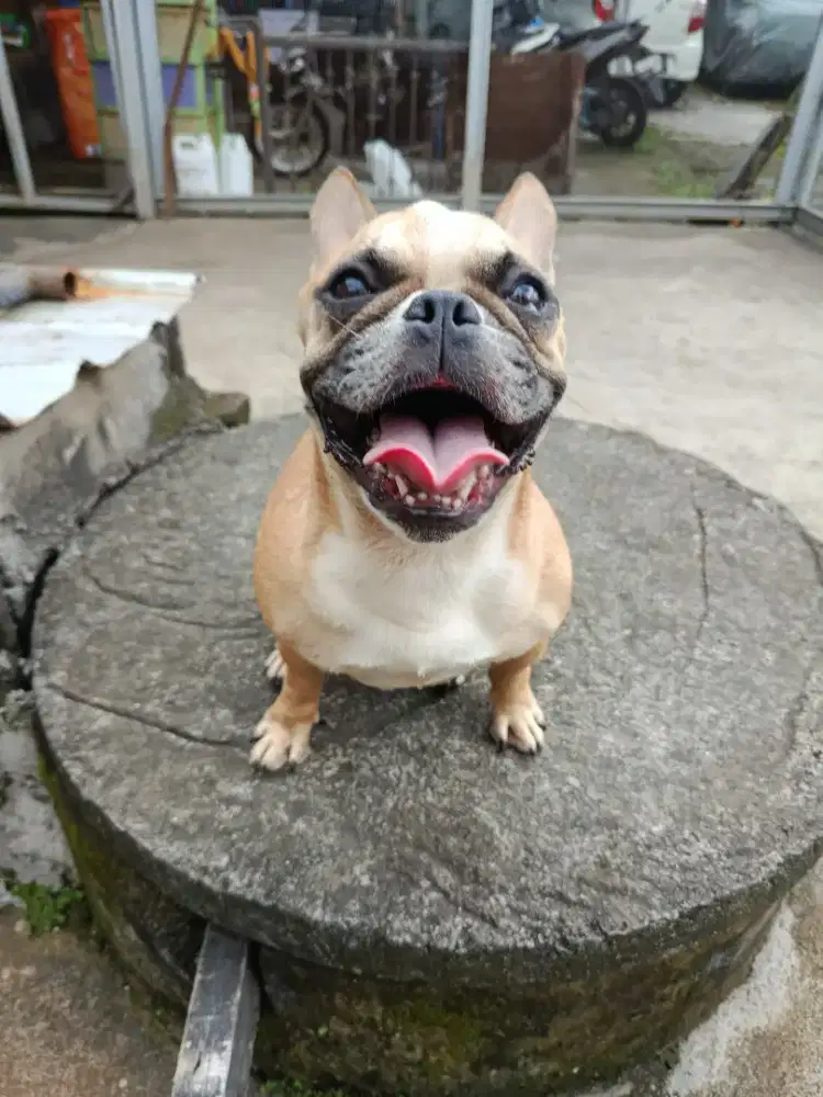 Indukan French Bulldog stambum