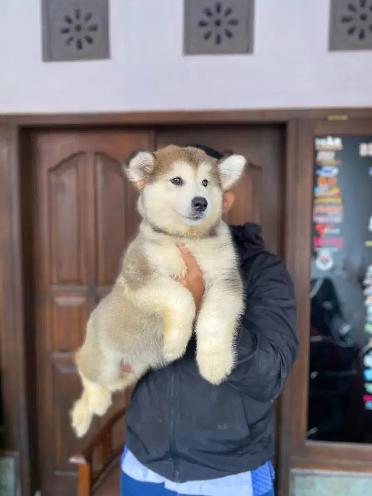 Jual alaskan malamute termurah