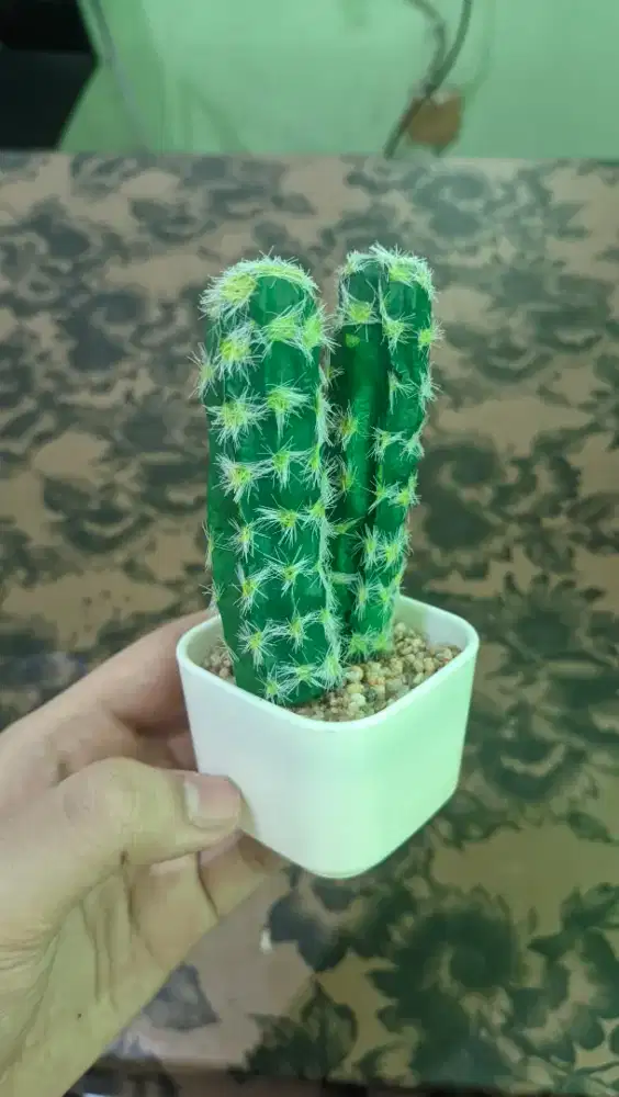 Tanaman Kaktus Mini - HSC2025