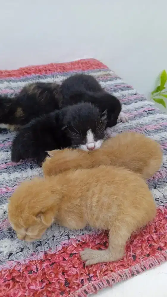 Ayo Siap Adopsi Anak Kucing Lucu, Siap Bikin Hari Kamu Ceria