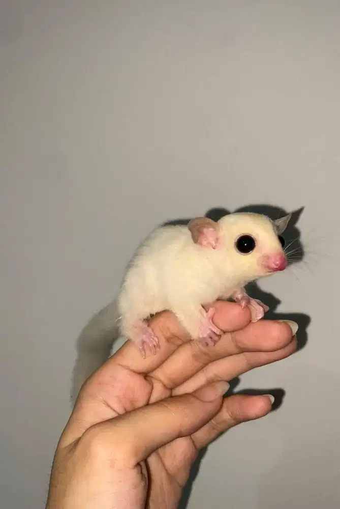 Sugar Glider Leucistic Betina