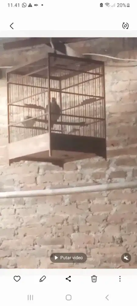 Burung derkuku muda kuk dua