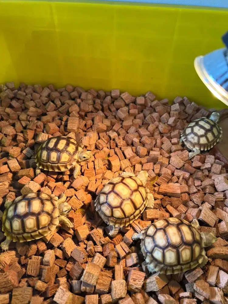 Kura Sulacata 7-8 cm