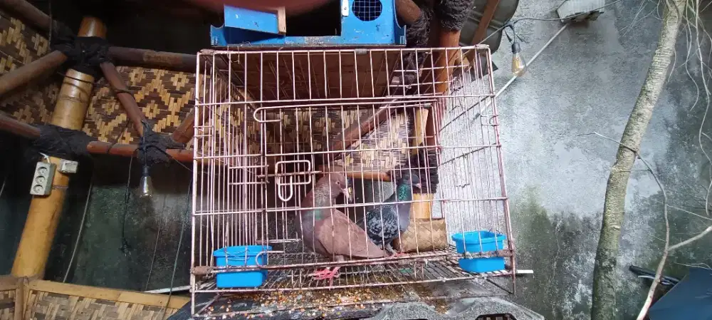 Kandang besi merpati burung dara