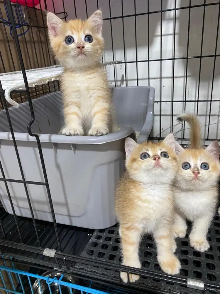 Kucing kitten BSH Golden Ny12