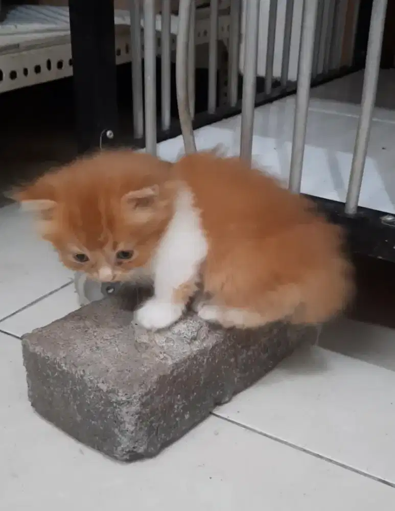 munchkin kaki pendek