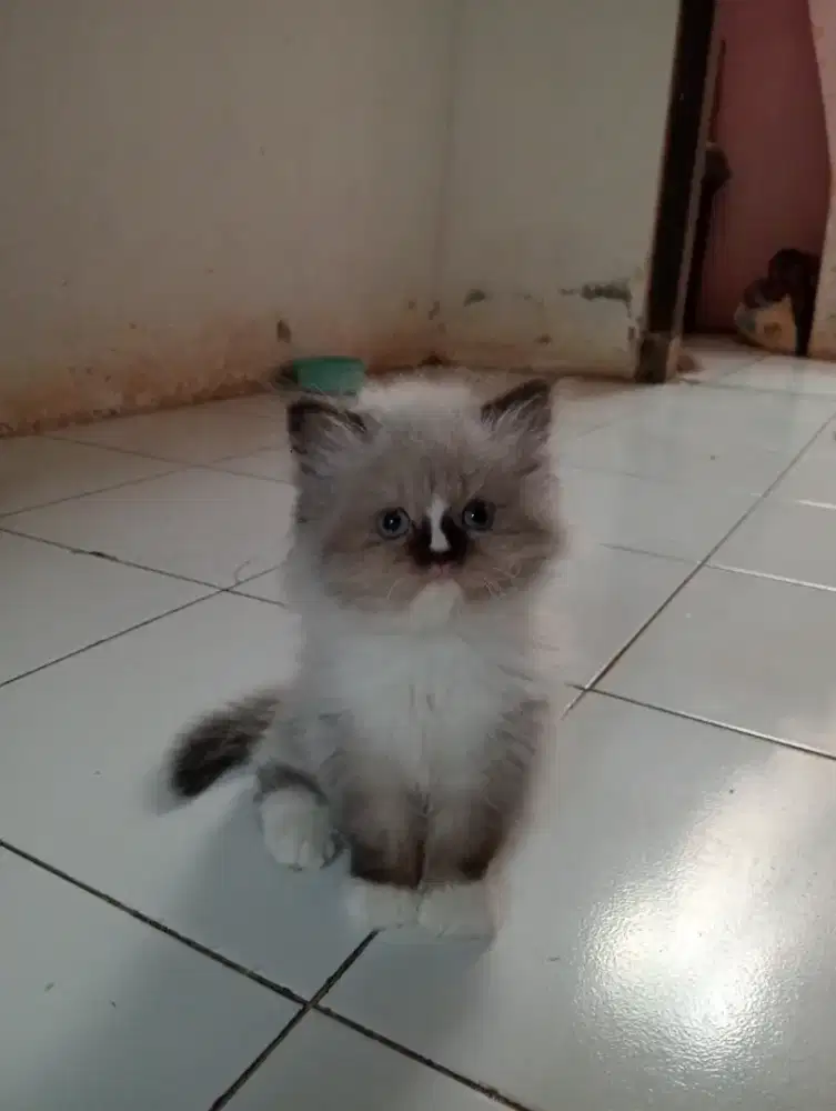 Kitten Himalaya dan persia 2 bulan