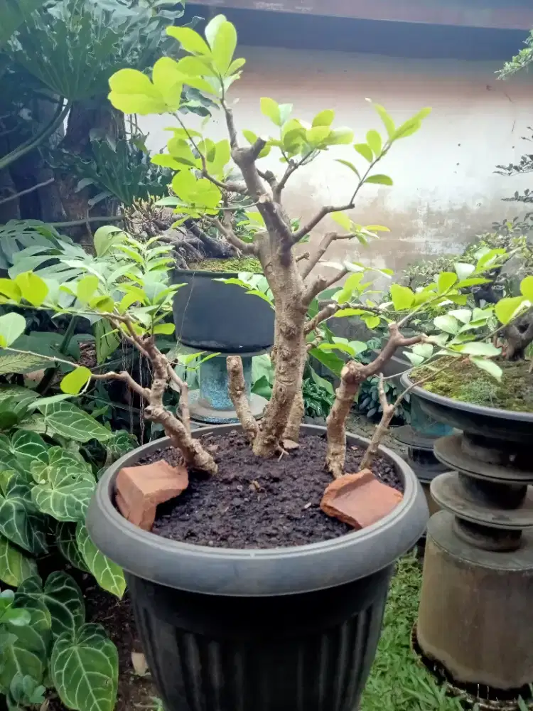 Bonsai Sianci clump style