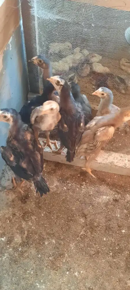 Anak ayam ekor lidi. Indukan madura