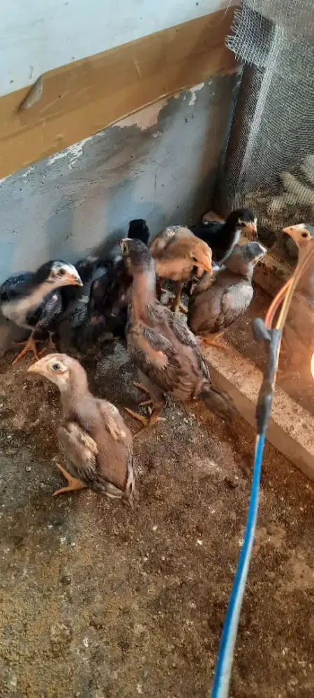 Anak ayam ekor lidi. Indukan madura