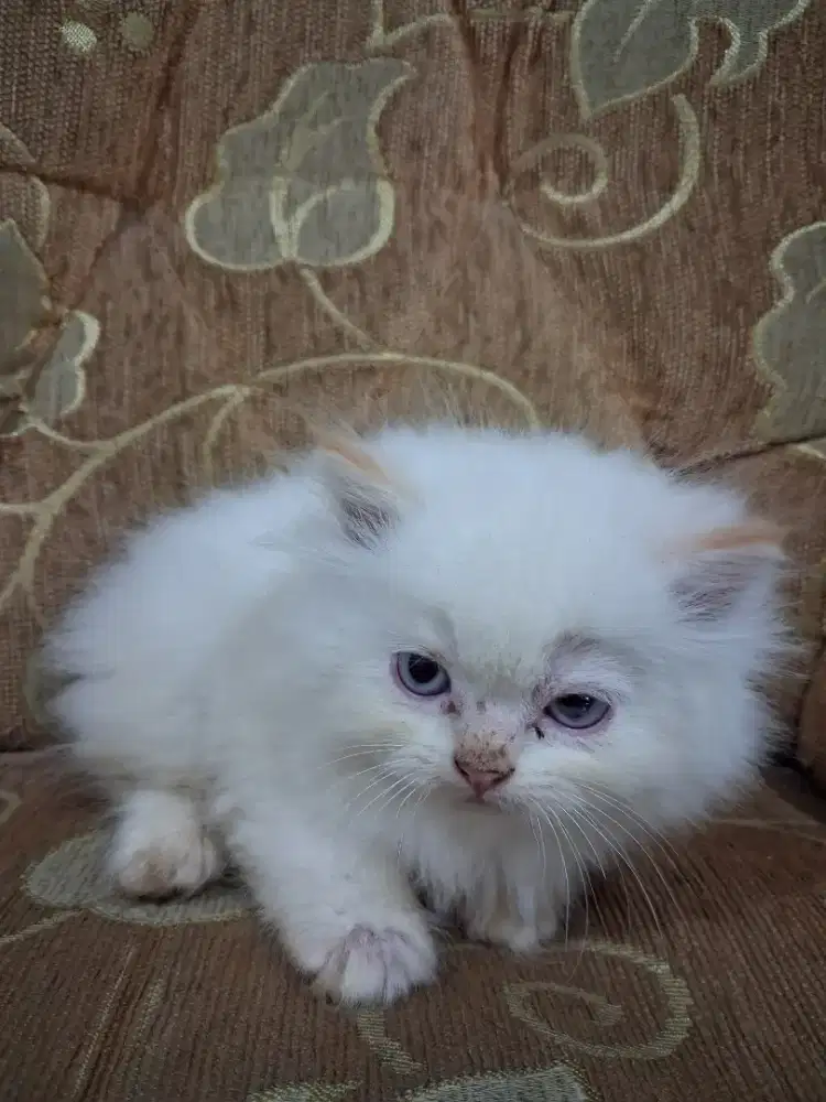 Lepas Adopsi Kitten Persia Himalaya murah