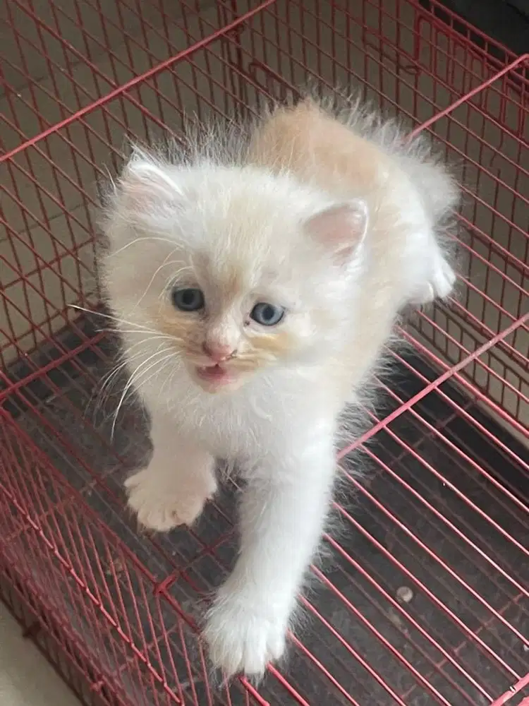 Kucing kitten bsh mix persia