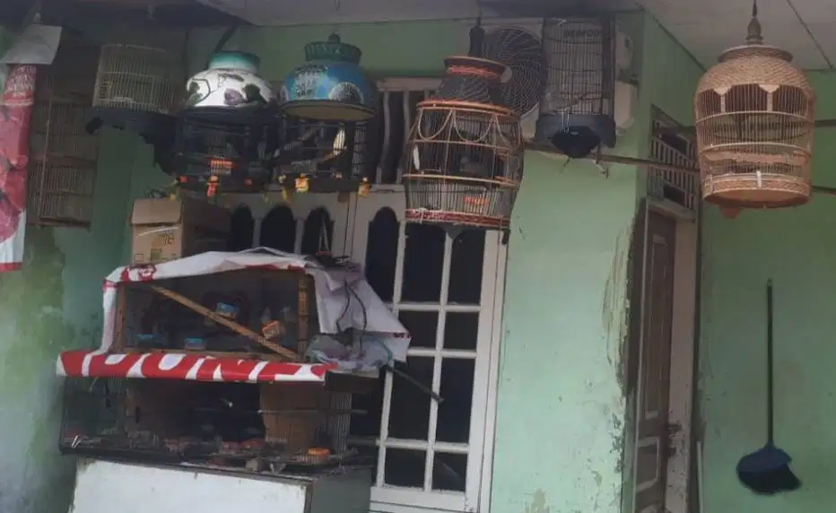 Perkutut Lokal Lokal