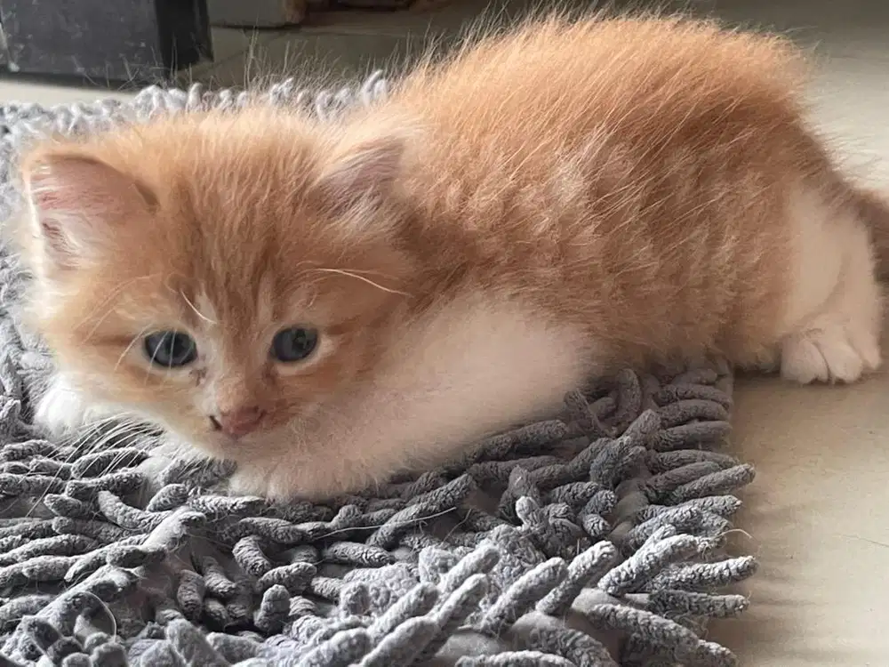 Kucing kitten bsh mix persia