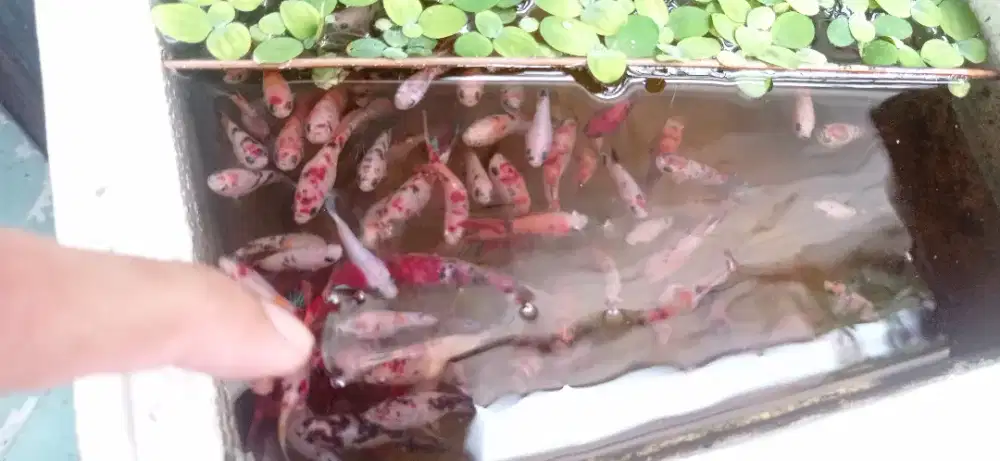 Ikan cupang plakat multy