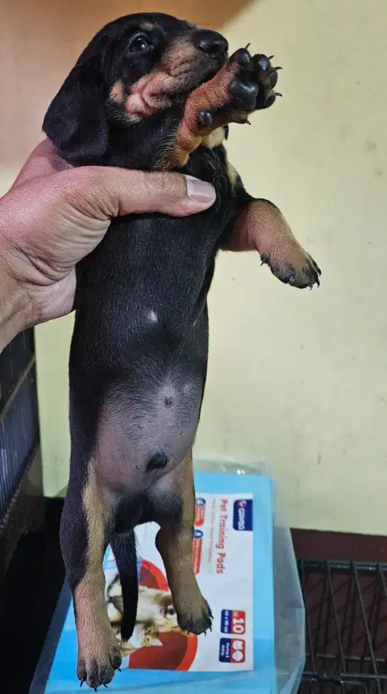 Anakan Anjing Mini Tekel/ Dachshund