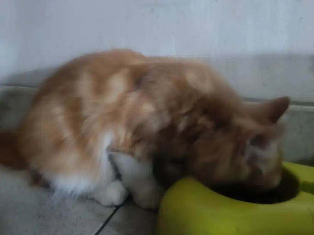 Kitten jantan mix 4 bulan longhair