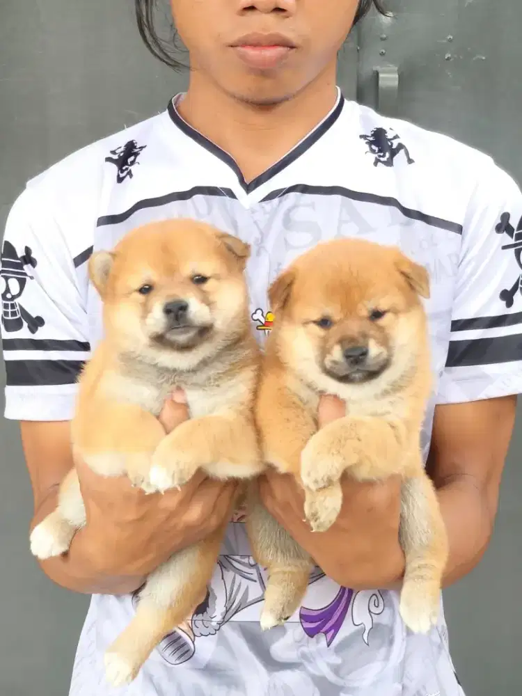 Shiba Inu kualitas import