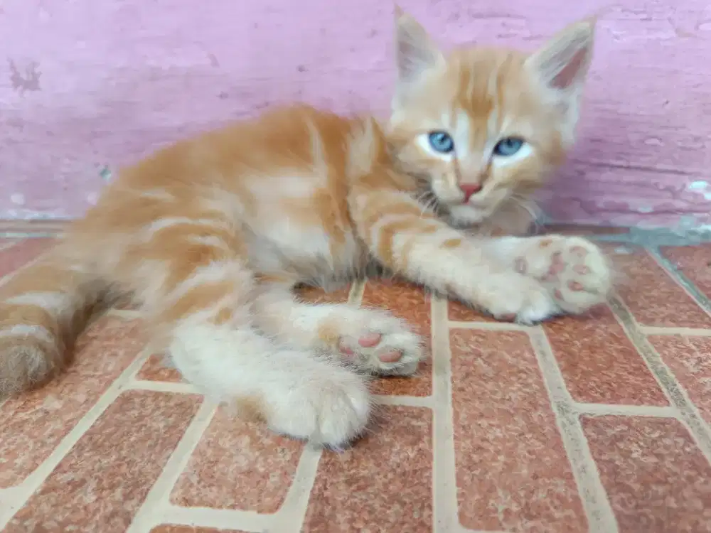 Persimed long hair umr 2 bln