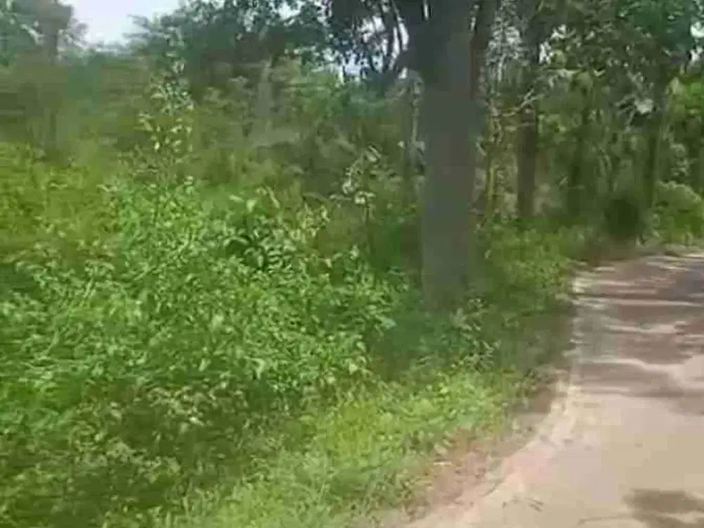 Tanah Murah di Gerbo dekat Tutur Nongkojajar Pasuruan