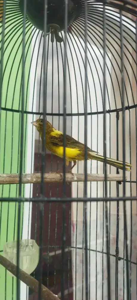 Kenari loper warna cerah