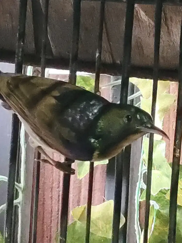 Burung kolibri kelapa gacor