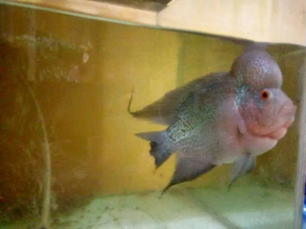 Dijual Cepat Ikan Louhan Kamfa