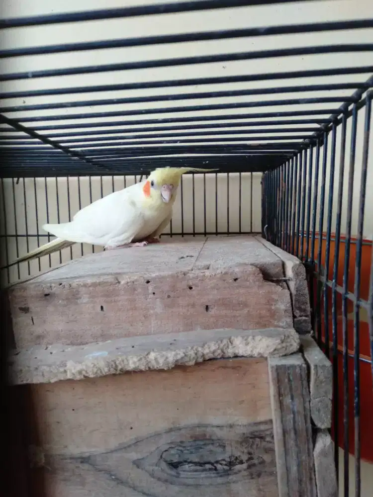 Parkit falk Australia Betina