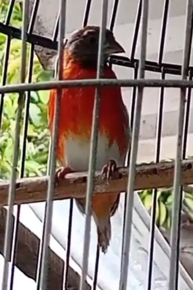 Red siskin dilute gacor