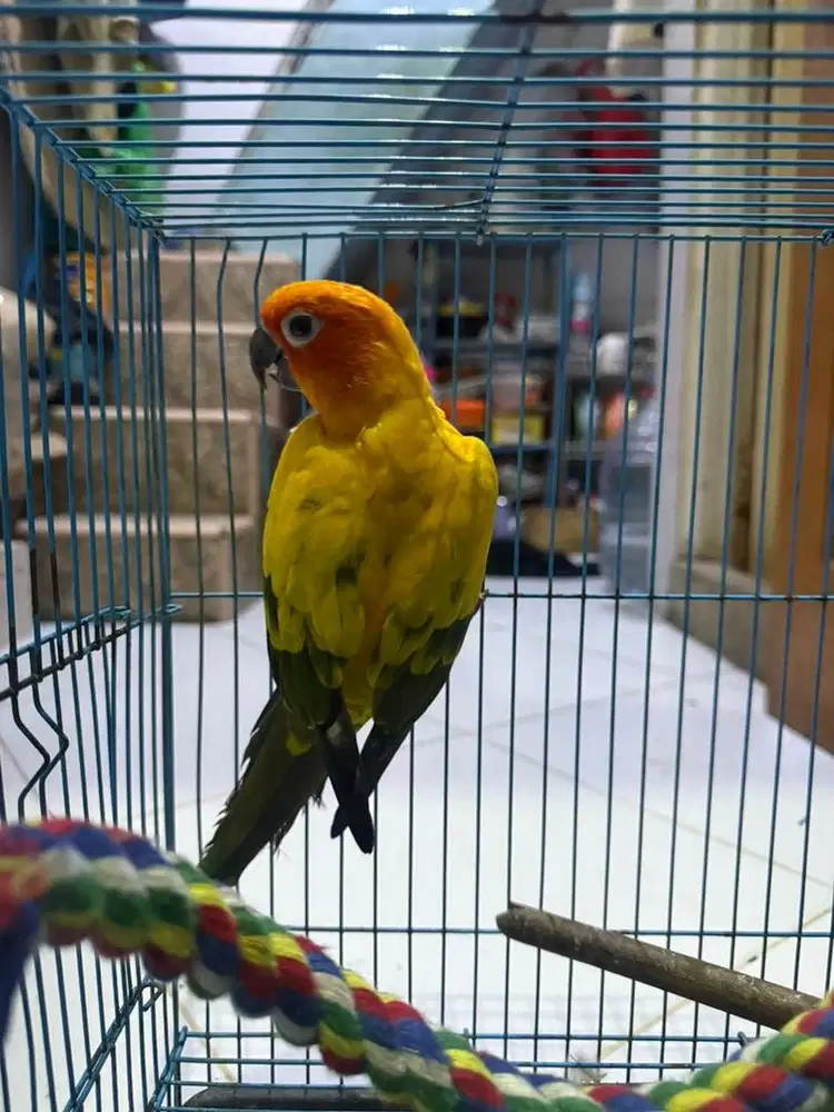 SC / sun conure jantan DNA