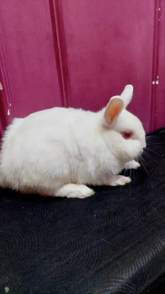 Kelinci mini neterland dwarf Dewasa