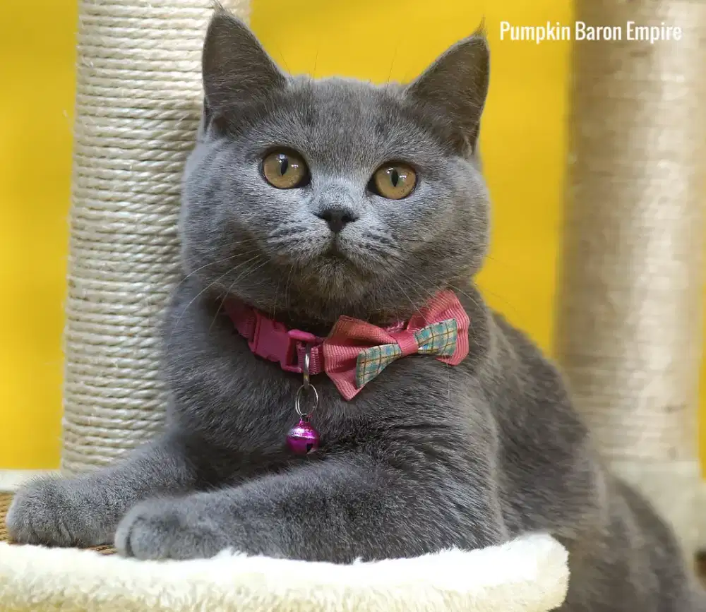 BSH British Shorthair kitten siap Rehome
