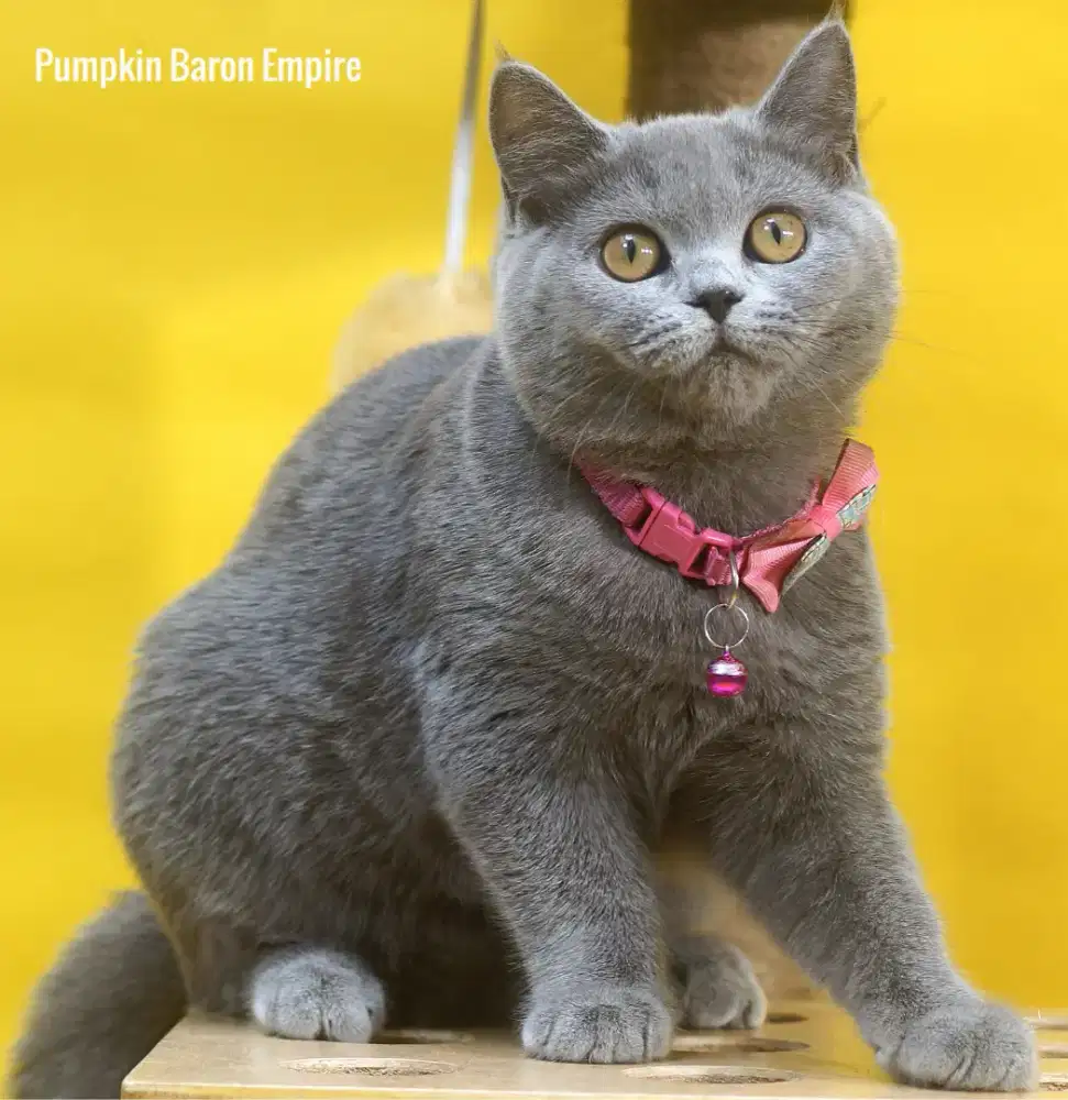 BSH British Shorthair kitten siap Rehome